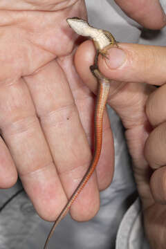 Image of White-Striped Eyed Lizard