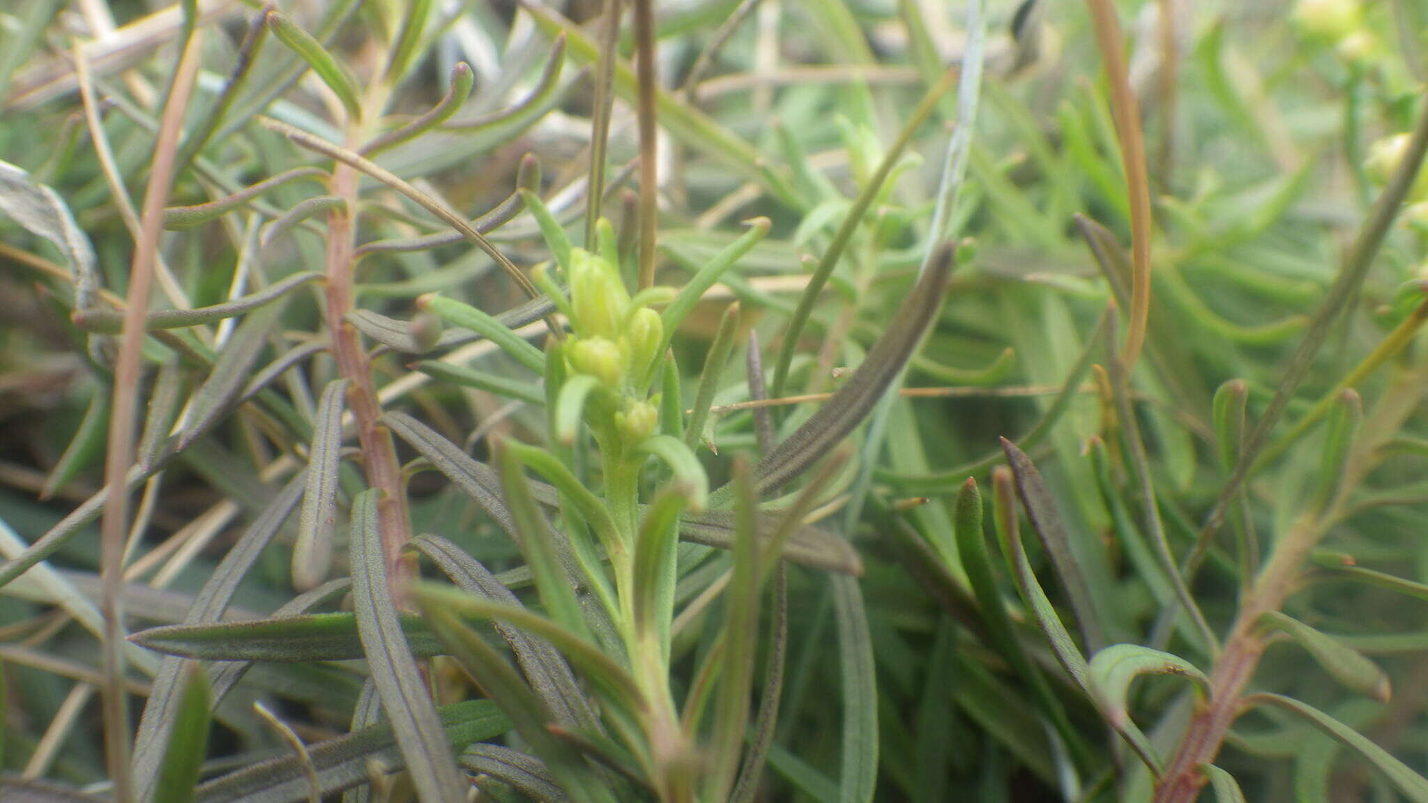 صورة Galatella linosyris subsp. armoricana (Rouy) Greuter