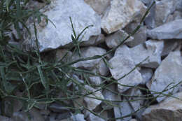 Image of Lactuca orientalis (Boiss.) Boiss.