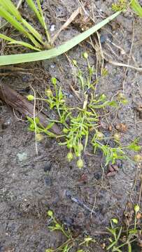 Image of stickystem pearlwort