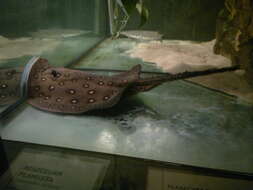 Image of Ocellate River Stingray