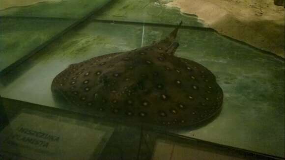 Image of Ocellate River Stingray