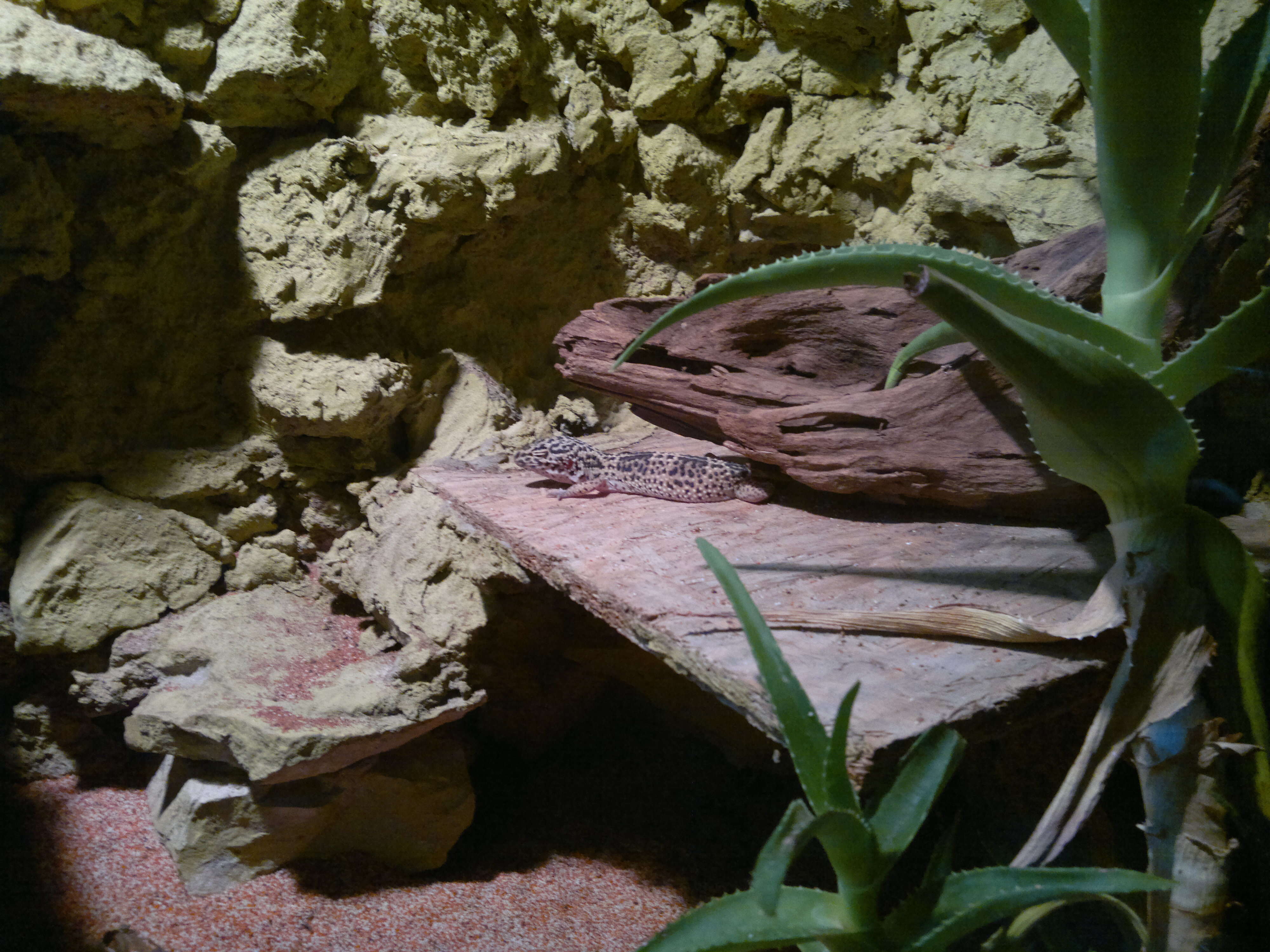 Image of Western Banded Gecko