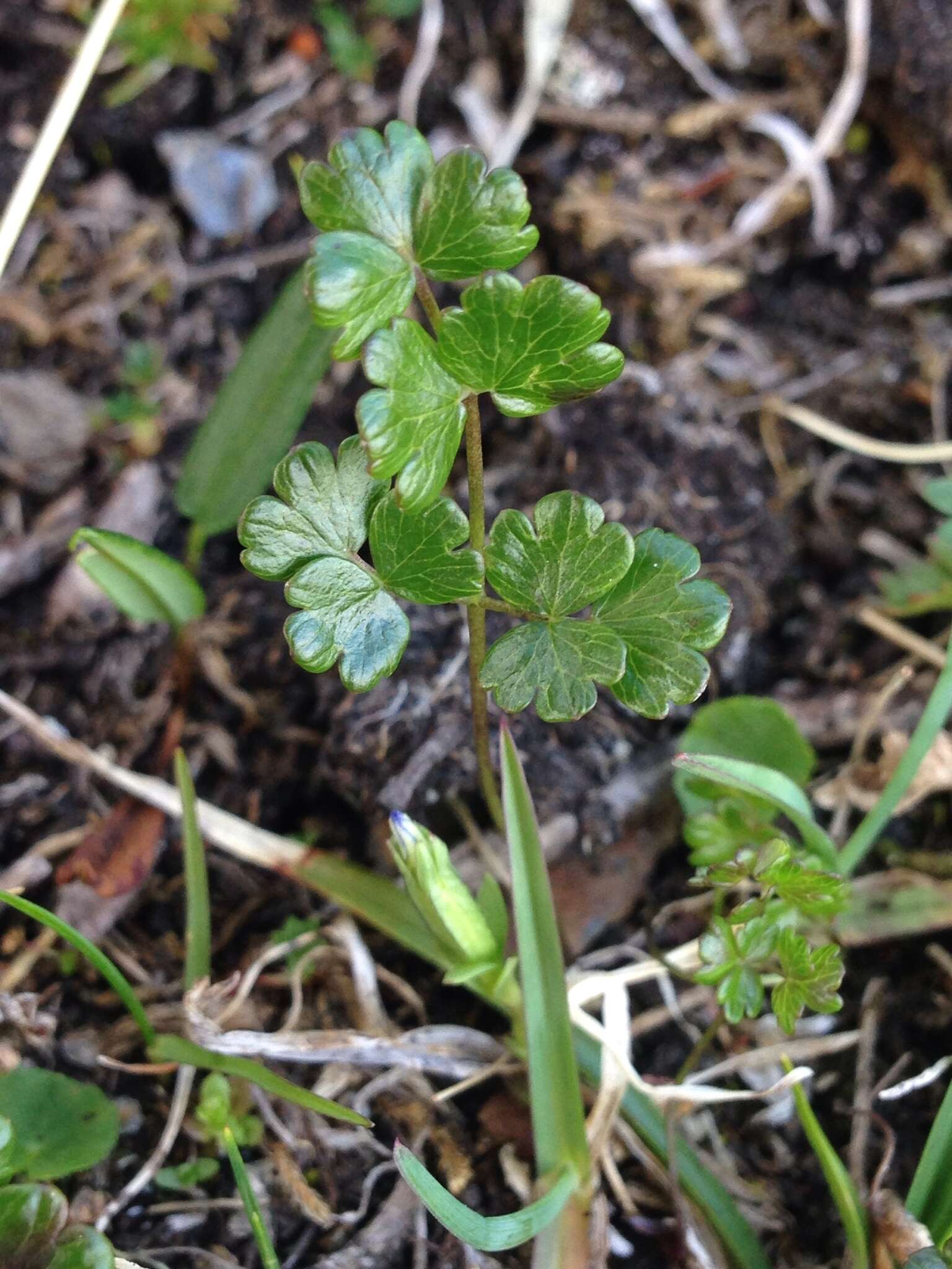 Plancia ëd Thalictrum alpinum L.