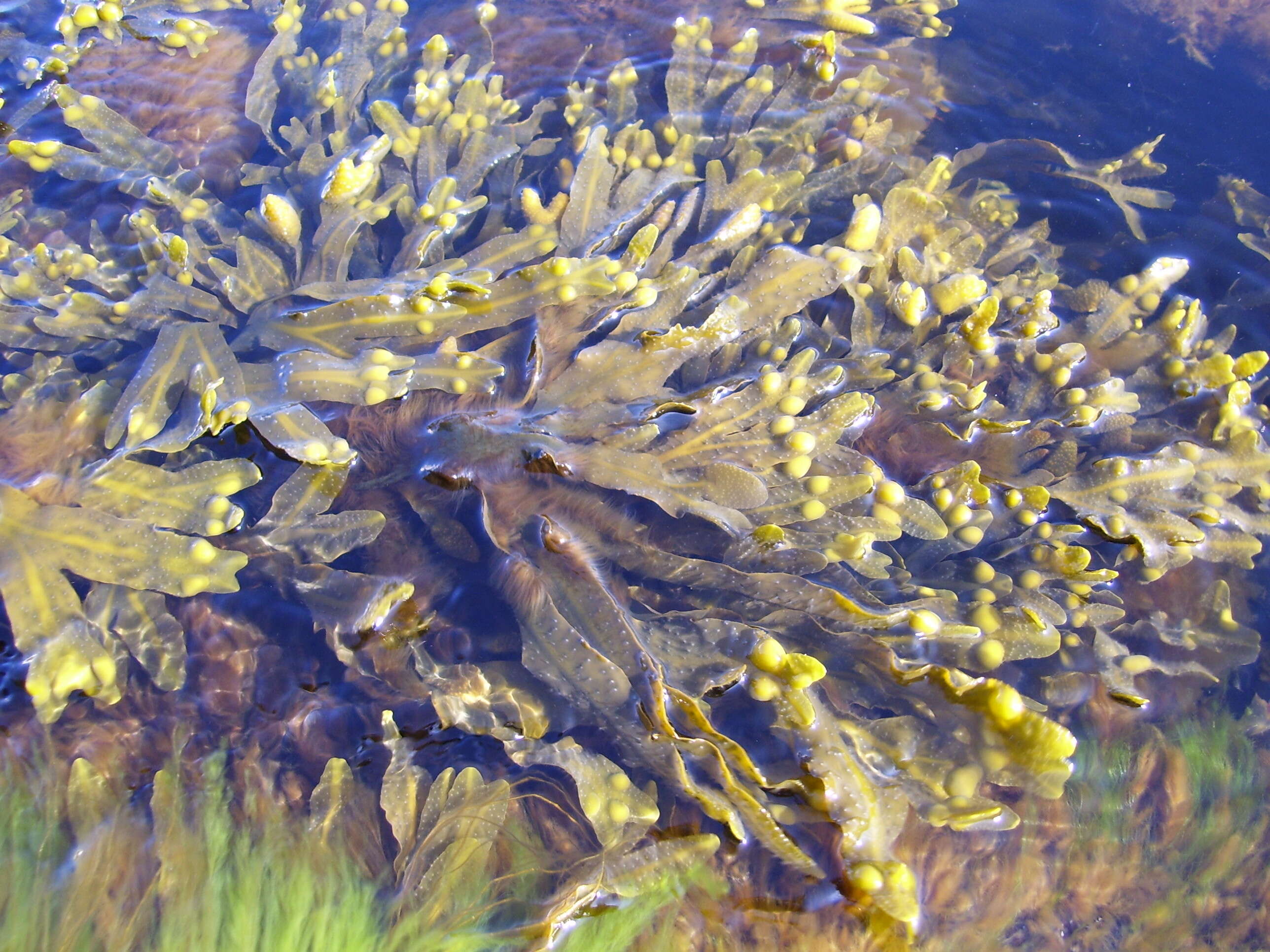 Image de fucus vésiculeux