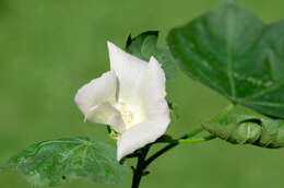 Gossypium herbaceum L. resmi