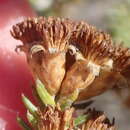 Image of Oedera genistifolia (L.) A. A. Anderberg & K. Bremer