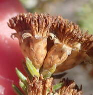 Image of Oedera genistifolia (L.) A. A. Anderberg & K. Bremer