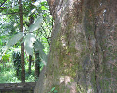 Ficus exasperata Vahl的圖片