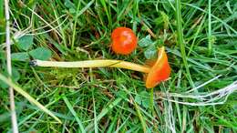 Image de Hygrocybe glutinipes (J. E. Lange) R. Haller Aar. 1956