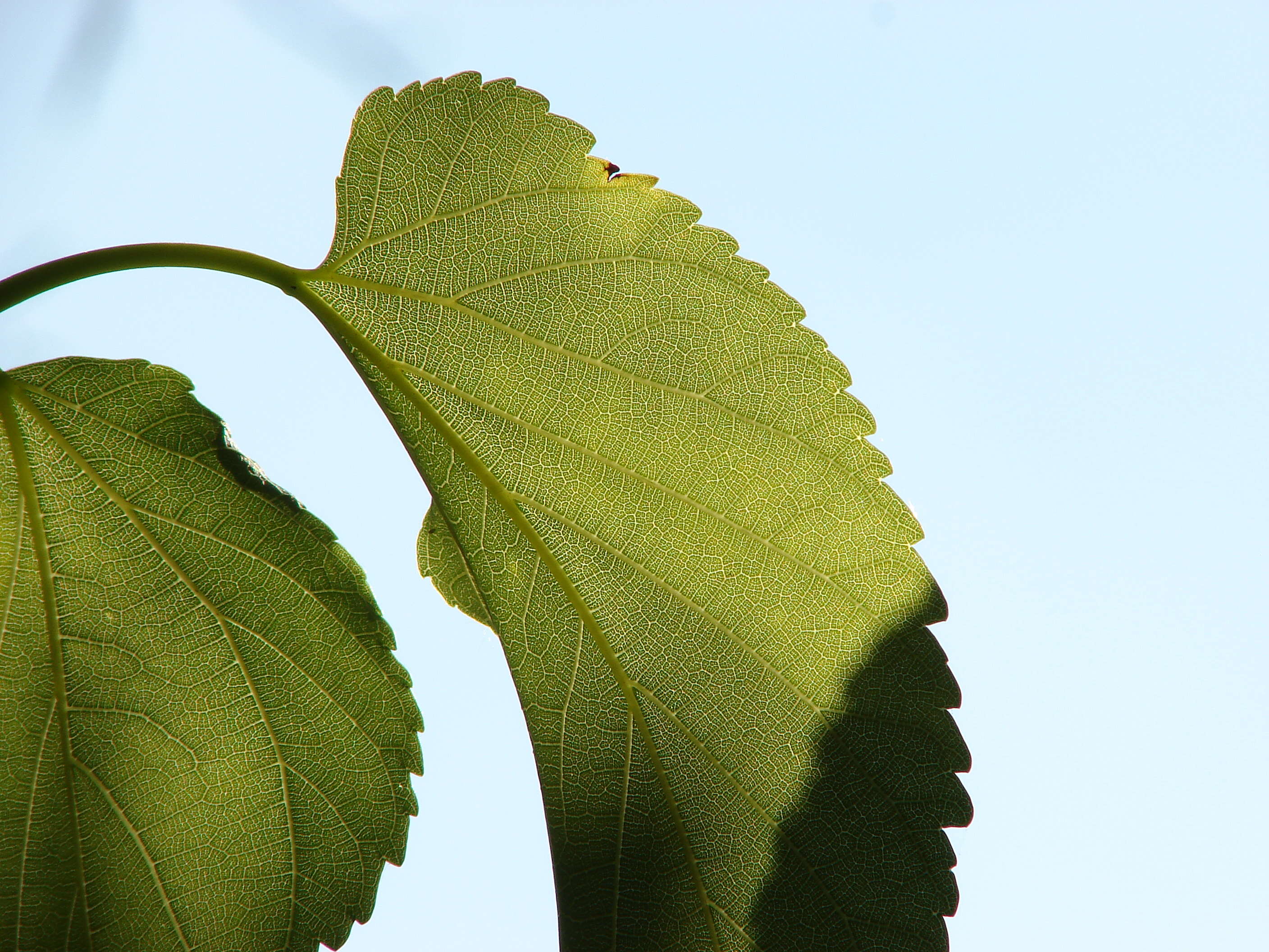 Image of white mulberry