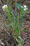 صورة Mertensia brevistyla S. Wats.