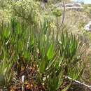 Image of Peninsula Rambling Aloe