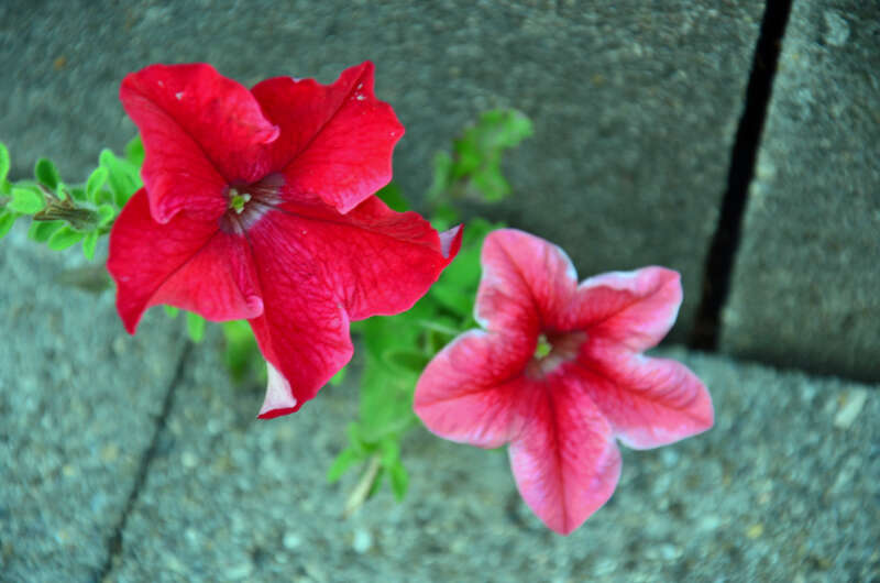 Image of petunia