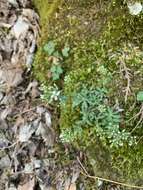 Image of branched draba