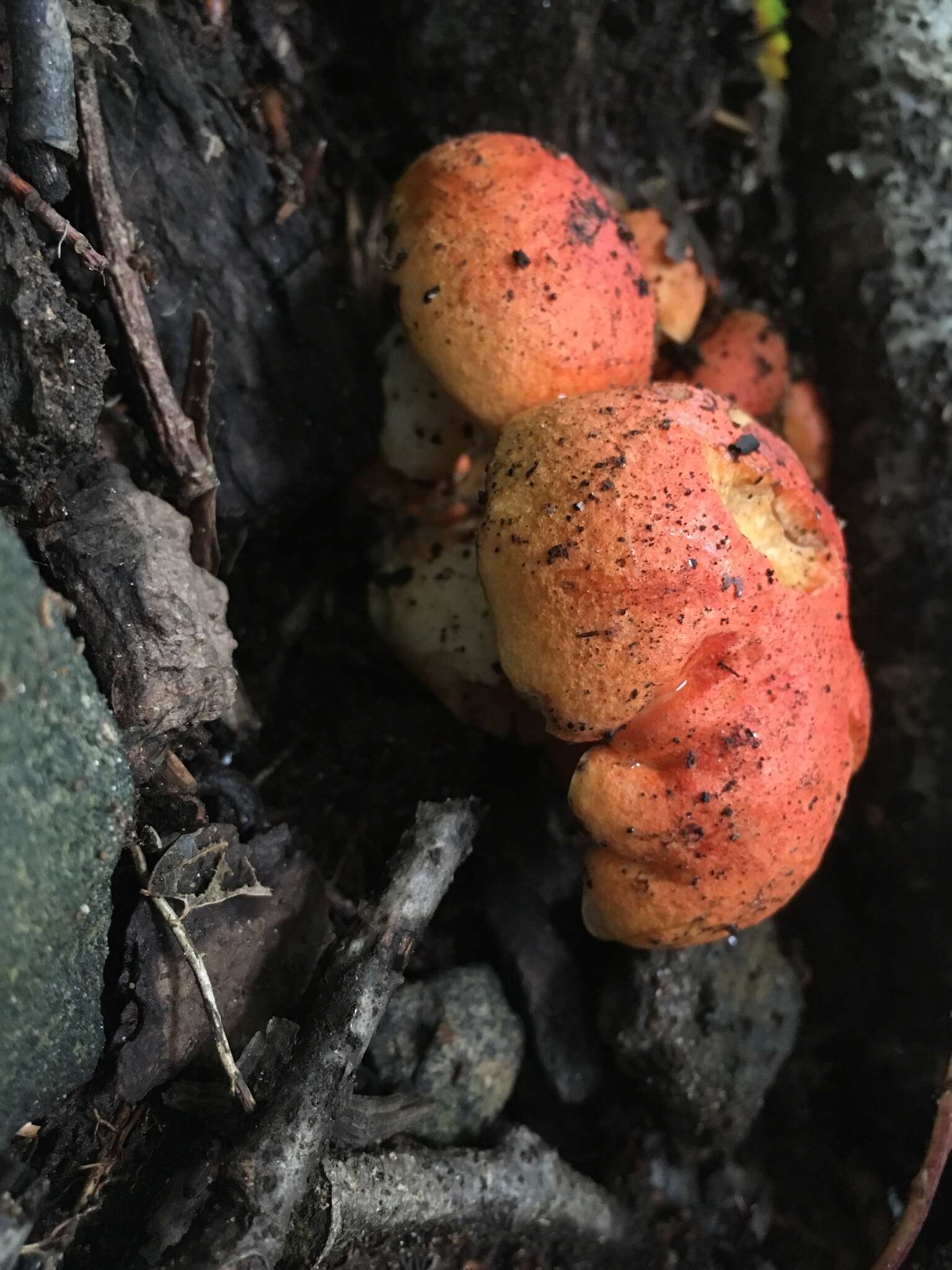 Image of Gyroporus ballouii (Peck) E. Horak 2011