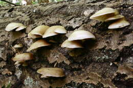 Image of Crepidotus mollis (Schaeff.) Staude 1857