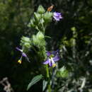 Image of Bog Jacob's-Ladder