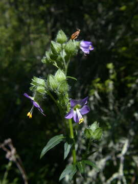 Image of Bog Jacob's-Ladder