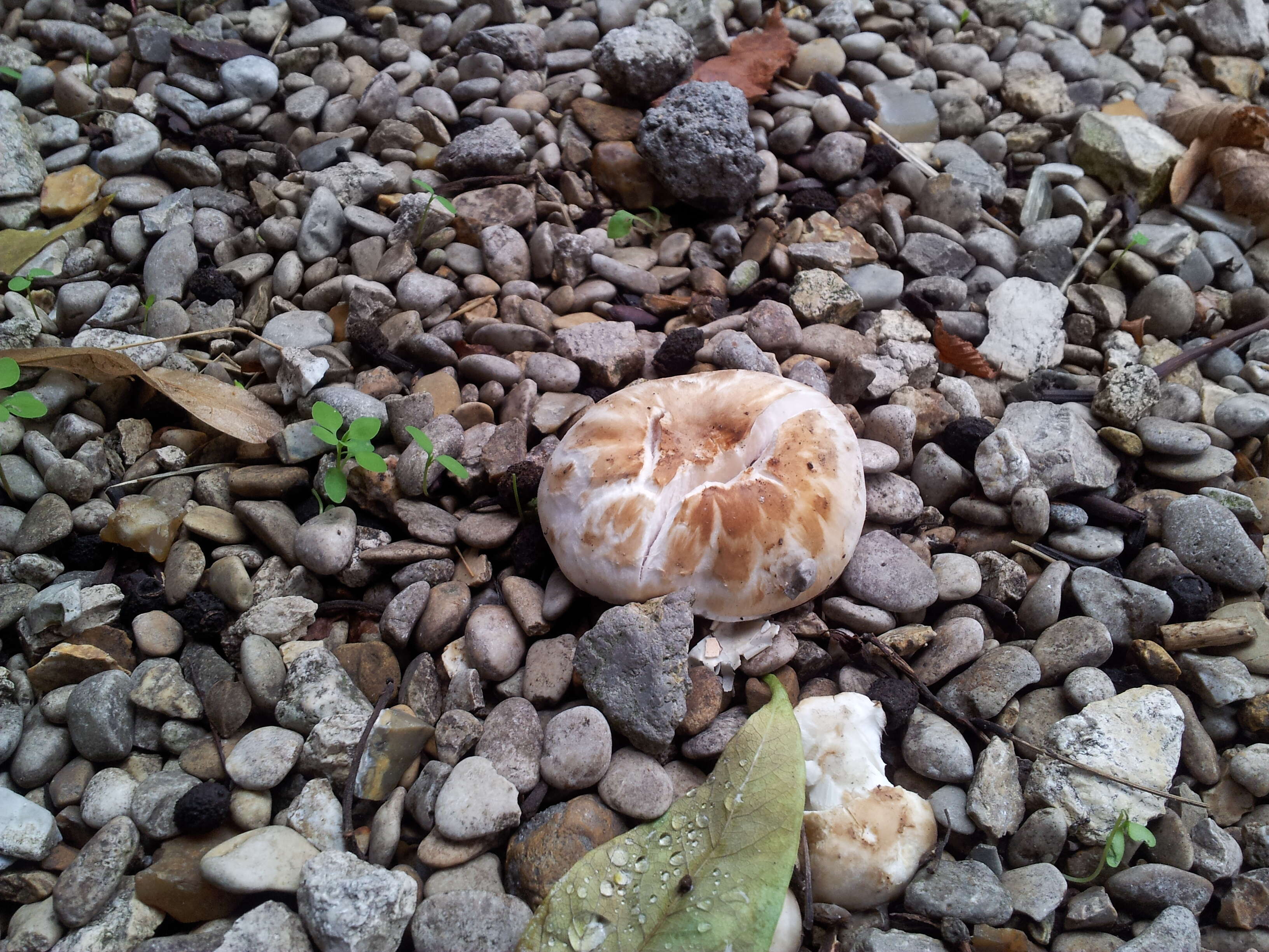 Image of Banded agaric