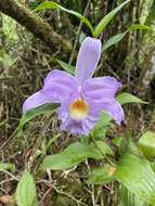 Image of Sobralia warszewiczii Rchb. fil.