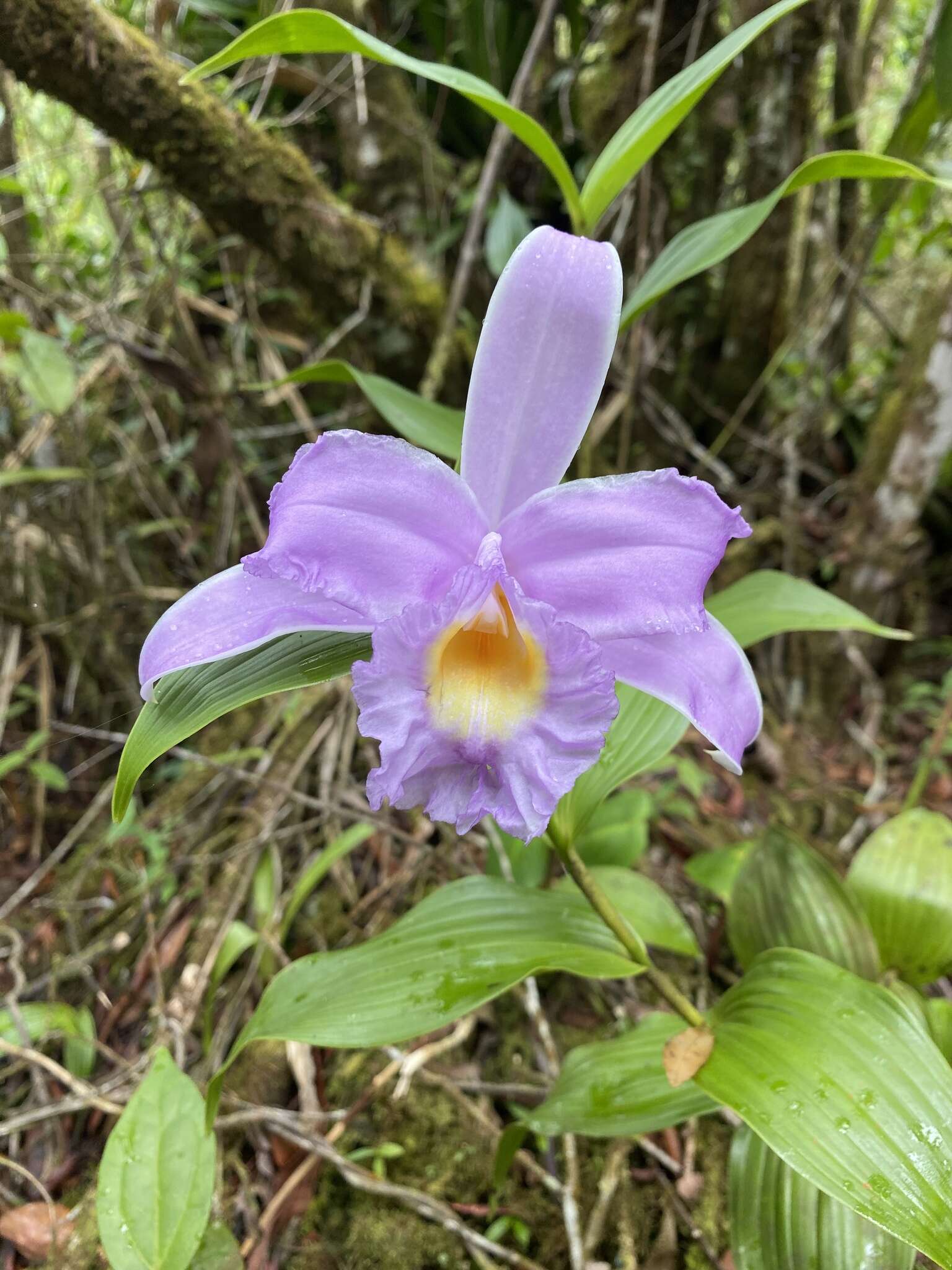 Image of Sobralia warszewiczii Rchb. fil.