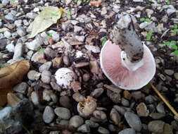 Image of Banded agaric