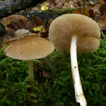 Image of Deer Mushrooms