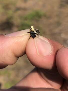 Image of Andrena carolina Viereck 1909