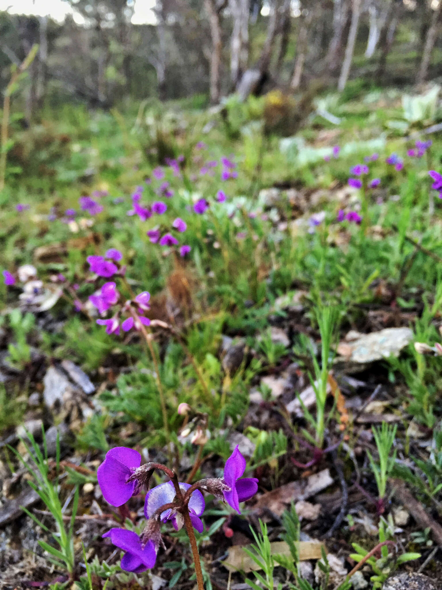 Plancia ëd Swainsona sericea