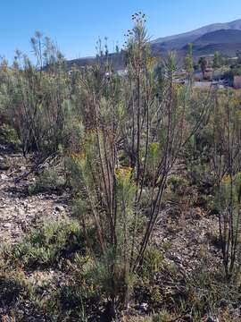 Image of Euryops tenuissimus subsp. tenuissimus