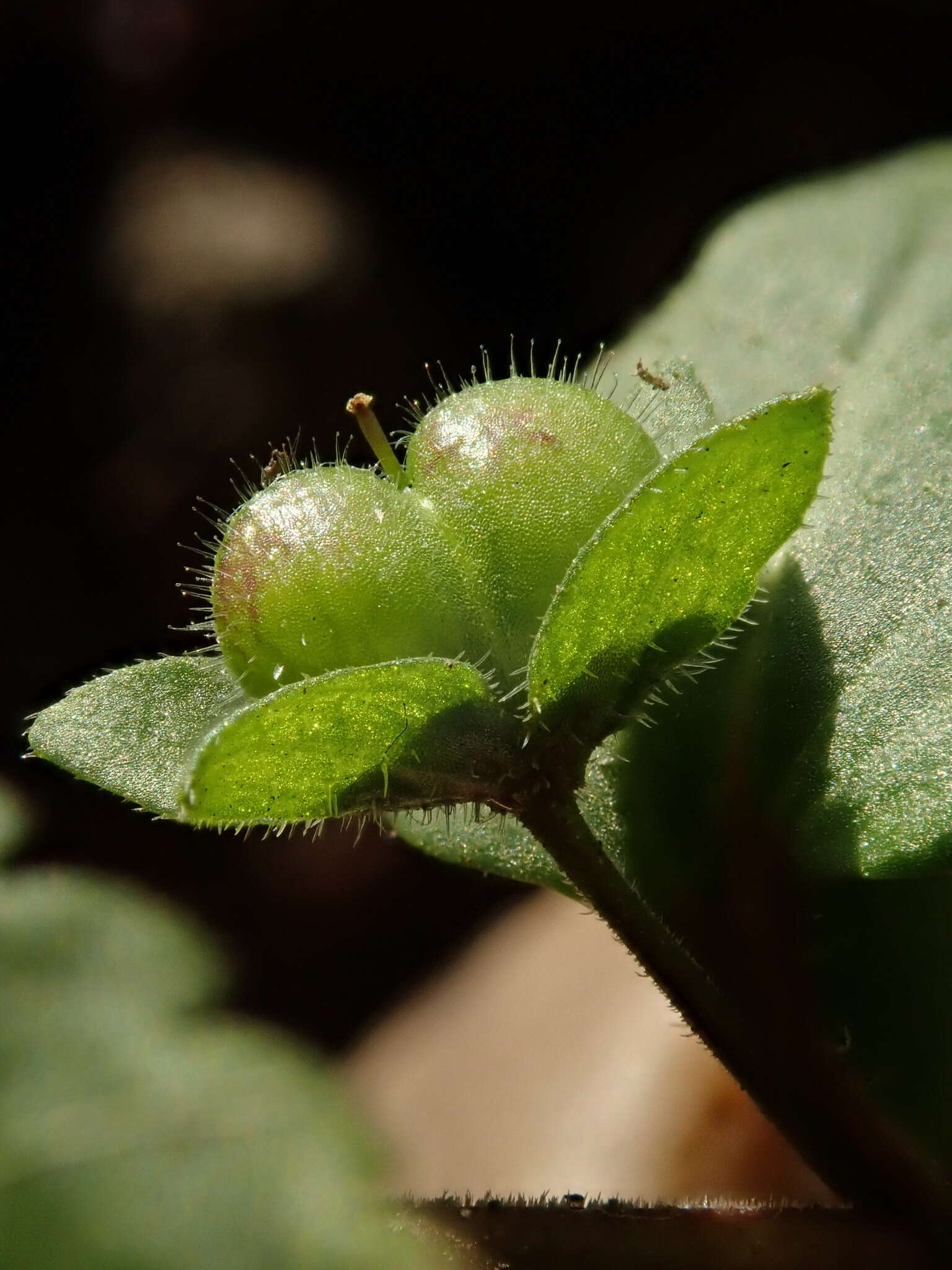 Image of Green field-speedwell