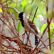 Image of Silvery-cheeked Antshrike