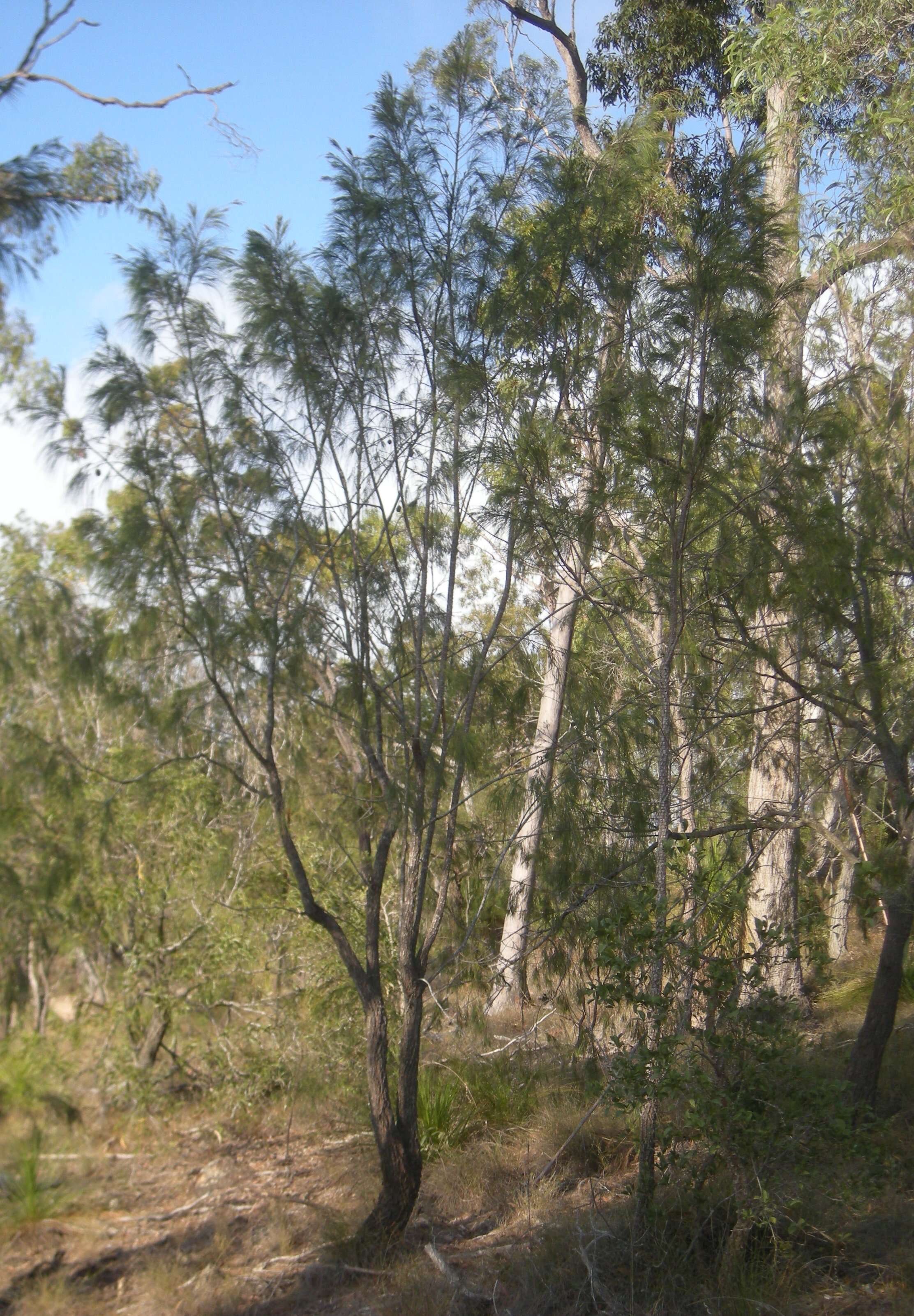 Image of forest-oak