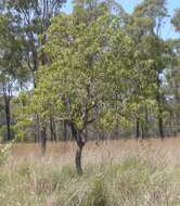 Image of Planchonia careya (F. Muell.) R. Knuth