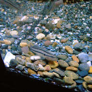 Image of Chameleon goby