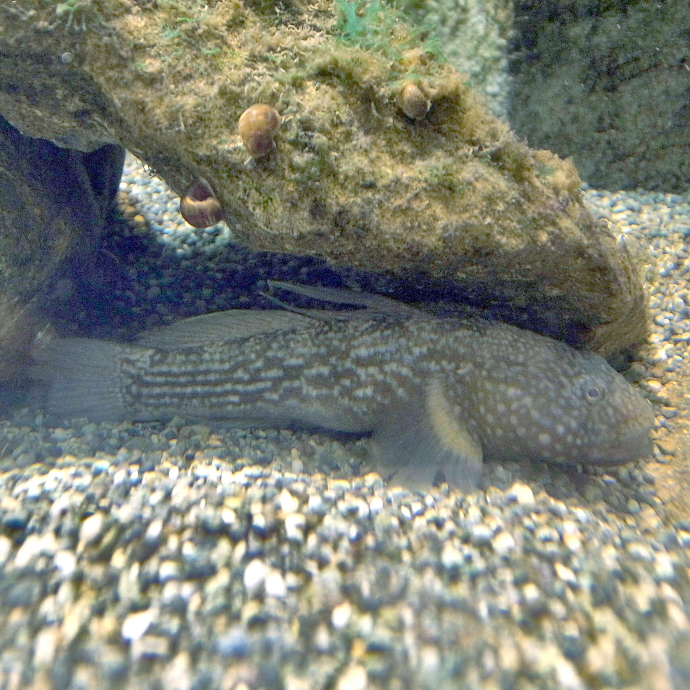 Image of Dusky tripletooth goby