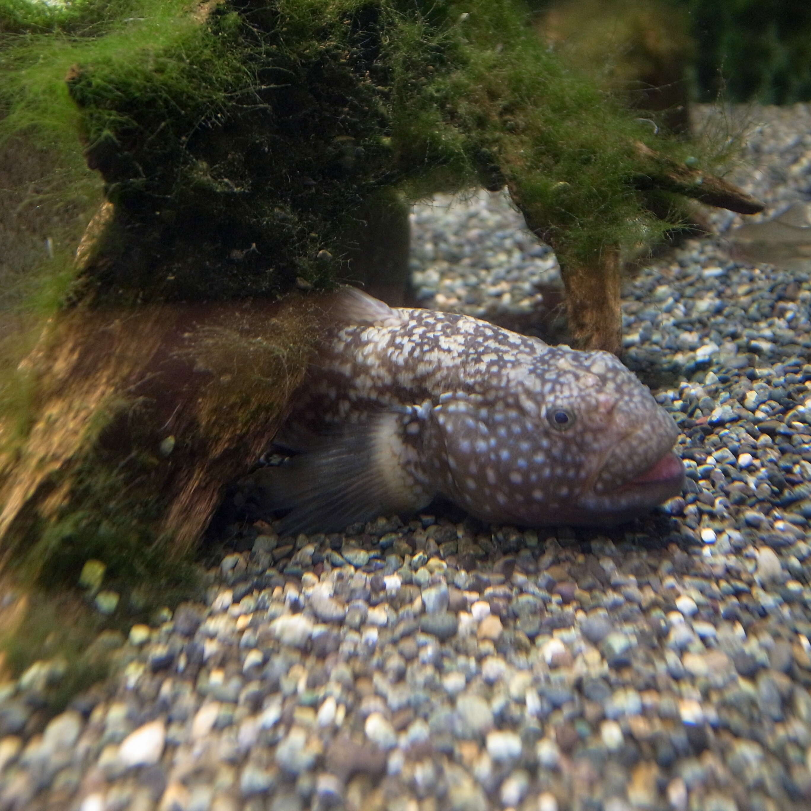 Image of Dusky tripletooth goby