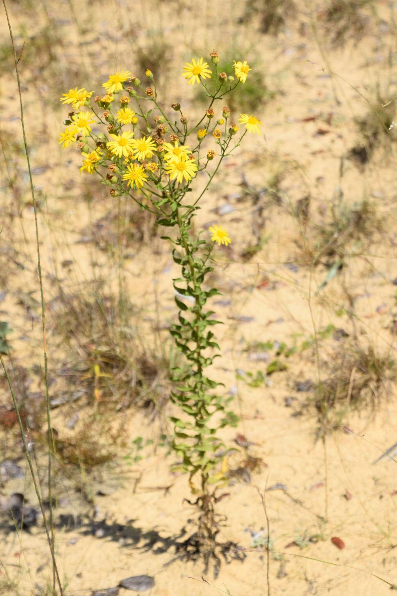 Image of coastal plain goldenaster