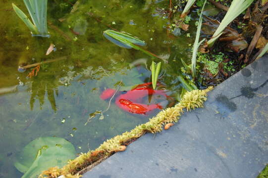 Image of Goldfish