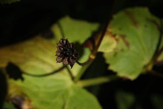 Caltha palustris var. barthei Hance的圖片