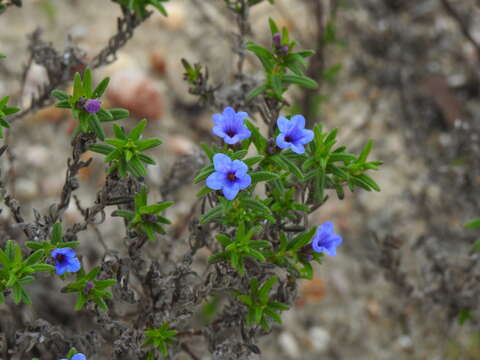 Glandora prostrata subsp. lusitanica (Samp.) D. C. Thomas resmi