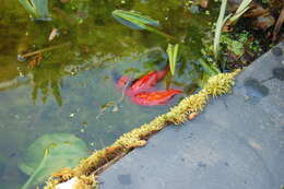 Image of Goldfish
