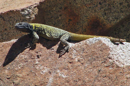 Image of High Mountain Lizard