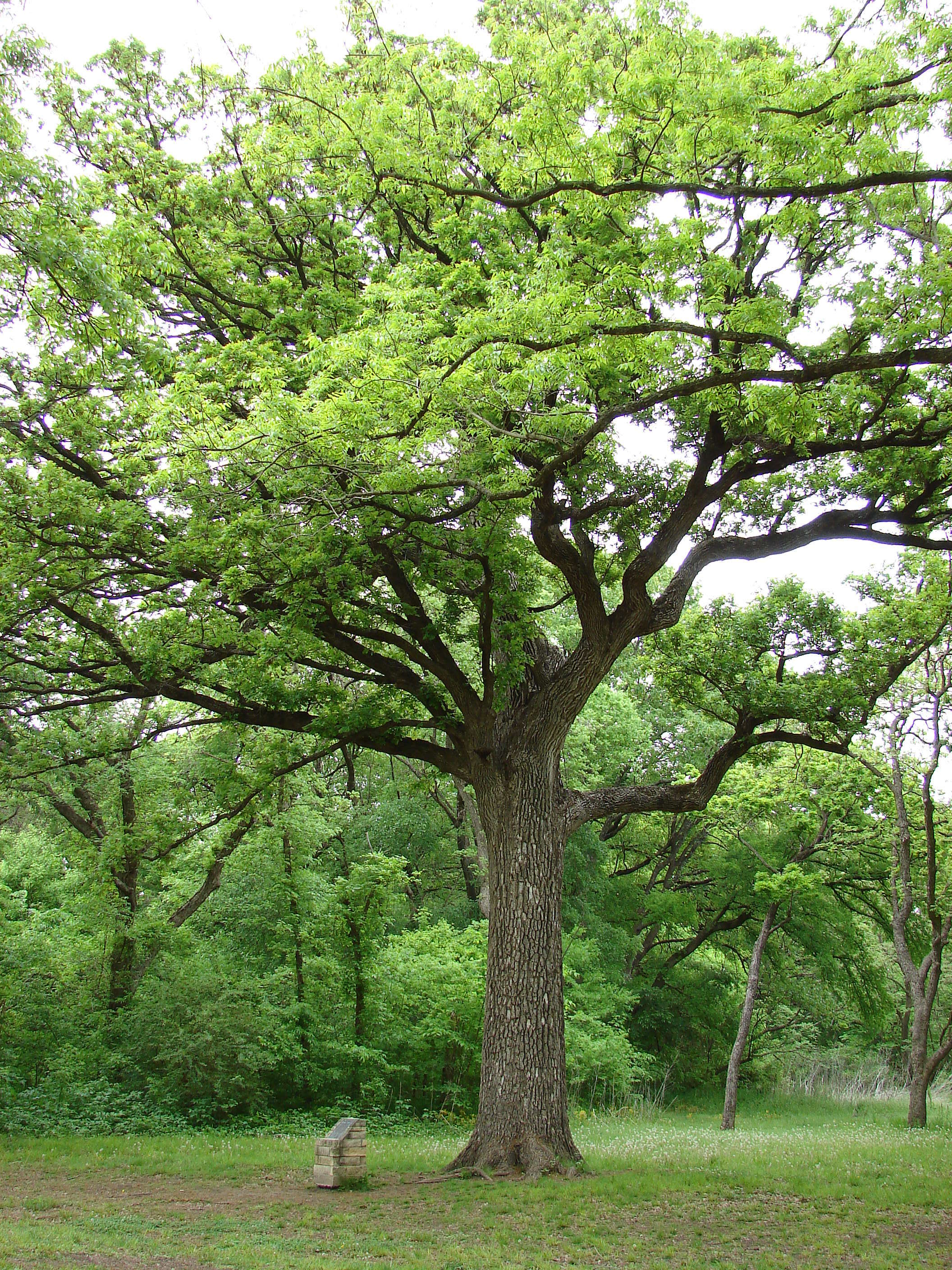 Sivun Quercus fusiformis Small kuva