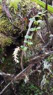 Image of Bulbophyllum nutans (Thouars) Thouars