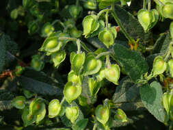 Image of salvia cistus