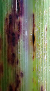 صورة Puccinia nakanishikii Dietel 1905