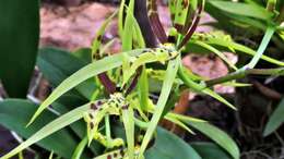 Image of Brassia arachnoidea Barb. Rodr.