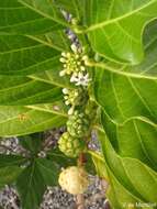 Image of Indian mulberry